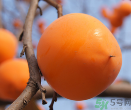 空腹吃柿子好嗎？空腹吃柿子會怎么樣？