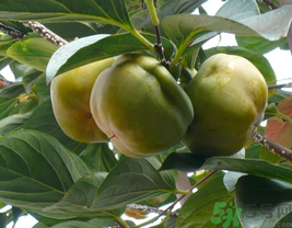 空腹吃柿子好嗎？空腹吃柿子會怎么樣？