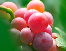 柿子吃了上火嗎？吃柿子上火嗎？