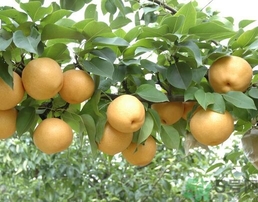 吃豐水梨的好處？豐水梨好吃嗎？