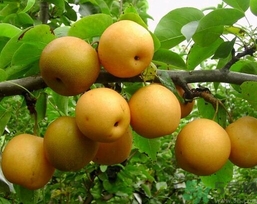 吃豐水梨的好處？豐水梨好吃嗎？