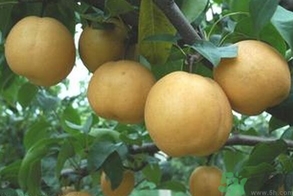 吃豐水梨的好處？豐水梨好吃嗎？