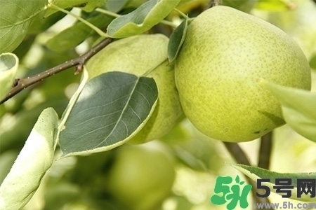 梨子不能和什么一起吃？梨子不能與什么同食？