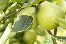 梨子是熱性還是涼性？梨子是溫性還是寒性？