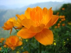 孕婦能喝金蓮花嗎?孕婦能喝金蓮花有什么好處 孕婦能喝金蓮花嗎?孕婦能喝金蓮花有什么好處