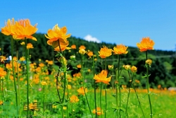 孕婦能喝金蓮花嗎?孕婦能喝金蓮花有什么好處 孕婦能喝金蓮花嗎?孕婦能喝金蓮花有什么好處