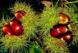 板栗可以放冰箱嗎？板栗能放多久？