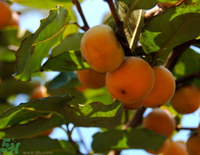 野柿子能吃嗎？野柿子怎么做好吃？