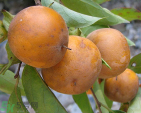 野柿子能吃嗎？野柿子怎么做好吃？