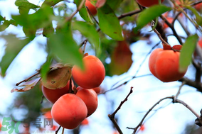 野柿子能吃嗎？野柿子怎么做好吃？