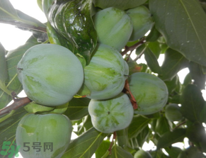 孕婦可以吃青柿子嗎？青柿子孕婦可以吃嗎？