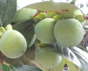 孕婦可以吃青柿子嗎？青柿子孕婦可以吃嗎？