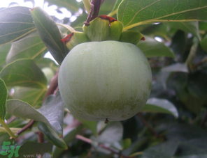 孕婦可以吃青柿子嗎？青柿子孕婦可以吃嗎？