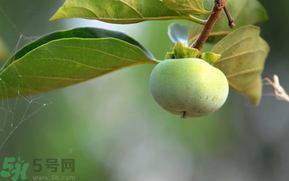 孕婦可以吃青柿子嗎？青柿子孕婦可以吃嗎？