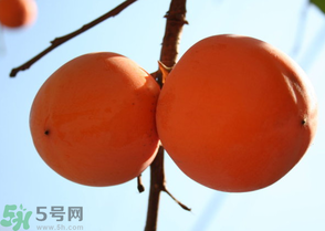 為何叫懶柿子？懶柿子的營養(yǎng)價值？