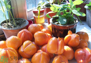 為何叫懶柿子？懶柿子的營養(yǎng)價值？