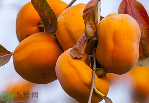 為何叫懶柿子？懶柿子的營養(yǎng)價值？