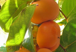 懶柿子吃多了會(huì)怎么樣？懶柿子吃多了好嗎