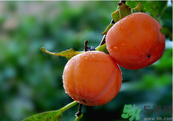 柿子可以和香蕉一起吃嗎？香蕉和柿子能一起吃嗎？