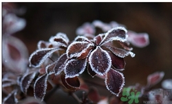 霜降是什么季節(jié)？霜降是秋天還是冬天？