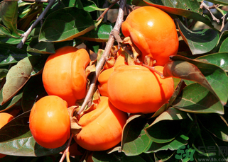 柿子可以和蝦一起吃嗎？柿子和蝦能一起吃嗎？