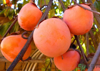 柿子可以和蝦一起吃嗎？柿子和蝦能一起吃嗎？