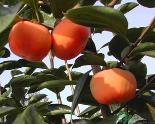 柿子可以和蝦一起吃嗎？柿子和蝦能一起吃嗎？