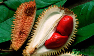 榴蓮一次吃多少合適？榴蓮一天最多吃多少？