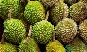 榴蓮可以冷凍保存嗎？榴蓮放冰箱是冷藏還是冷凍？