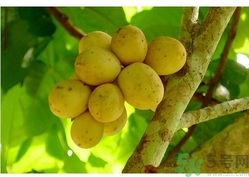 椰色果的功效作用 椰色果怎么吃？