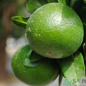 蜜桔孕婦可以吃嗎？孕婦能吃蜜桔嗎？