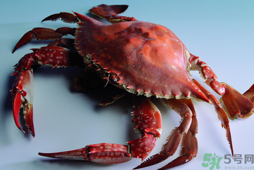 海蟹可以冷凍保存嗎？海蟹冷凍能保存多久？