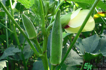 秋葵怎么炒好吃有營養(yǎng)？炒秋葵的做法大全