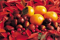 老人能喝板栗酒嗎？板栗怎么泡酒呢？