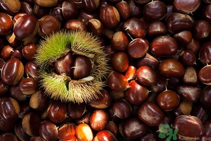 板栗和海鮮能一起吃嗎？板栗和海鮮能同食嗎？