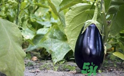 有高血壓的人需要注意什么?高血壓的注意事項(xiàng)及飲食 有高血壓的人需要注意什么?高血壓的注意事項(xiàng)及飲食