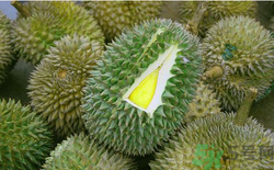 榴蓮放幾天能熟？榴蓮怎么催熟？