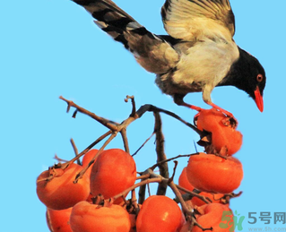 吃柿子肚子疼怎么辦？空腹吃柿子肚子疼怎么辦？