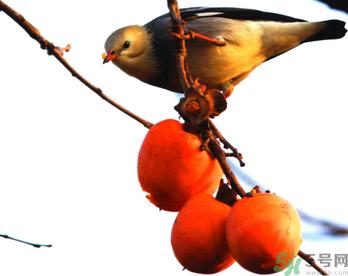 吃柿子肚子疼怎么辦？空腹吃柿子肚子疼怎么辦？