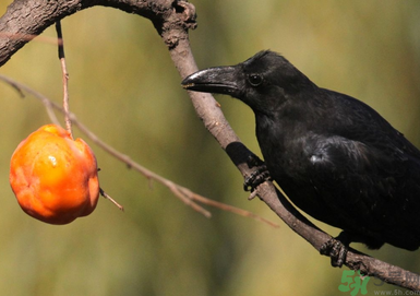 吃柿子肚子疼怎么辦？空腹吃柿子肚子疼怎么辦？