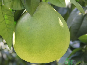 晚上吃柚子會(huì)胖嗎？睡前吃柚子會(huì)胖嗎？