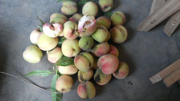 野桃子能吃嗎？野桃子核的功效與作用