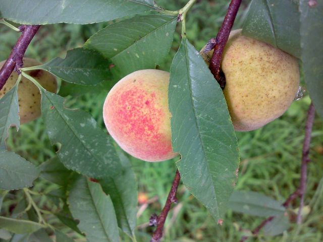 野桃子能吃嗎？野桃子核的功效與作用