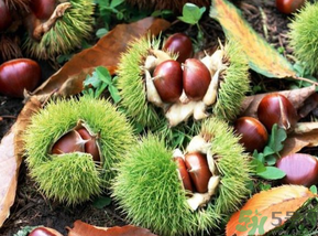 板栗怎么煮？板栗怎么煮好吃？