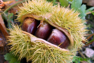 板栗怎么煮？板栗怎么煮好吃？