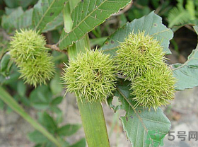 板栗怎么煮？板栗怎么煮好吃？