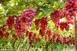 葡萄酒怎么做？葡萄酒什么時候喝最好？