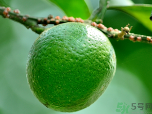 孕婦可以吃青桔子嗎？青桔子孕婦可以吃嗎？