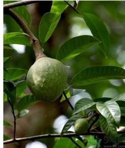 牛心果怎么吃？牛心果的功效和作用