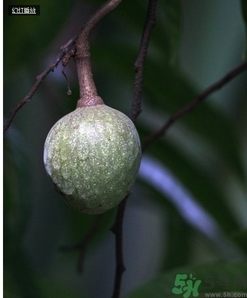 牛心果怎么吃？牛心果的功效和作用